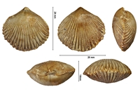 Kurtchirhynchia gregoryi